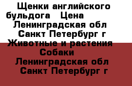 Щенки английского бульдога › Цена ­ 45 000 - Ленинградская обл., Санкт-Петербург г. Животные и растения » Собаки   . Ленинградская обл.,Санкт-Петербург г.